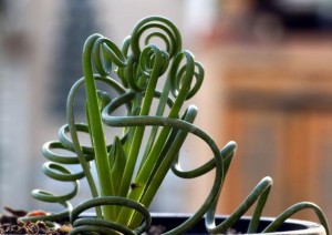 albuca shawsii Albuca-spiralis-300x212